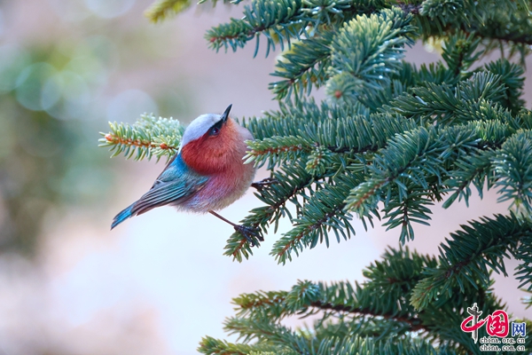 世界的“香格里拉”第六届冬季国际观鸟节启动